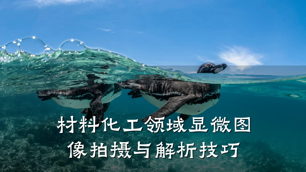 材料化工领域显微图像拍摄与解析技巧