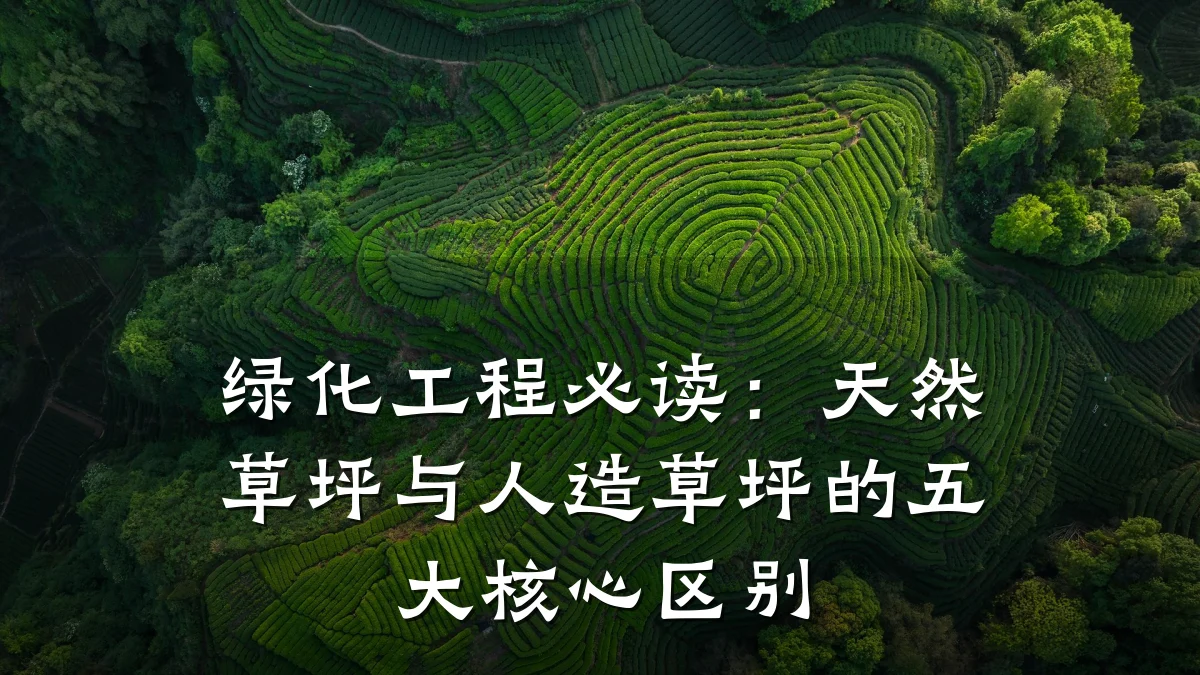 绿化工程必读：天然草坪与人造草坪的五大核心区别