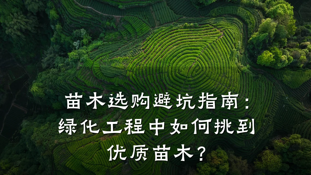 苗木选购避坑指南：绿化工程中如何挑到优质苗木？