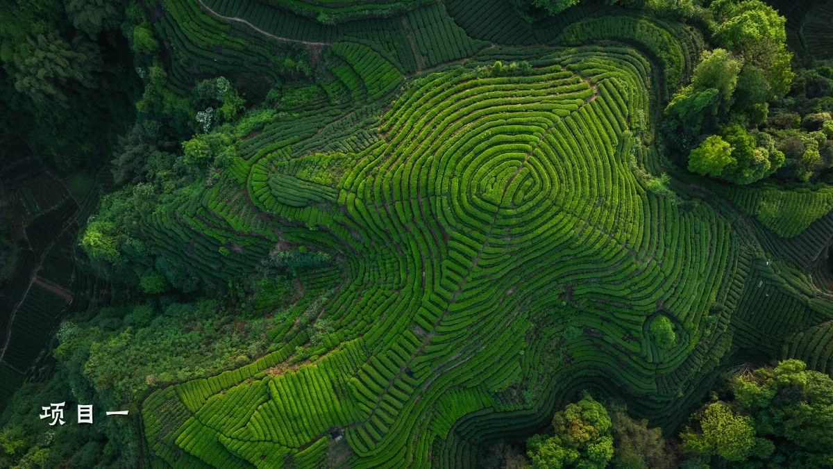 项目一