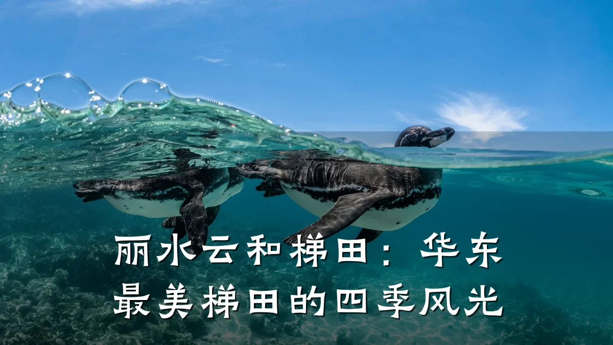 丽水云和梯田：华东最美梯田的四季风光