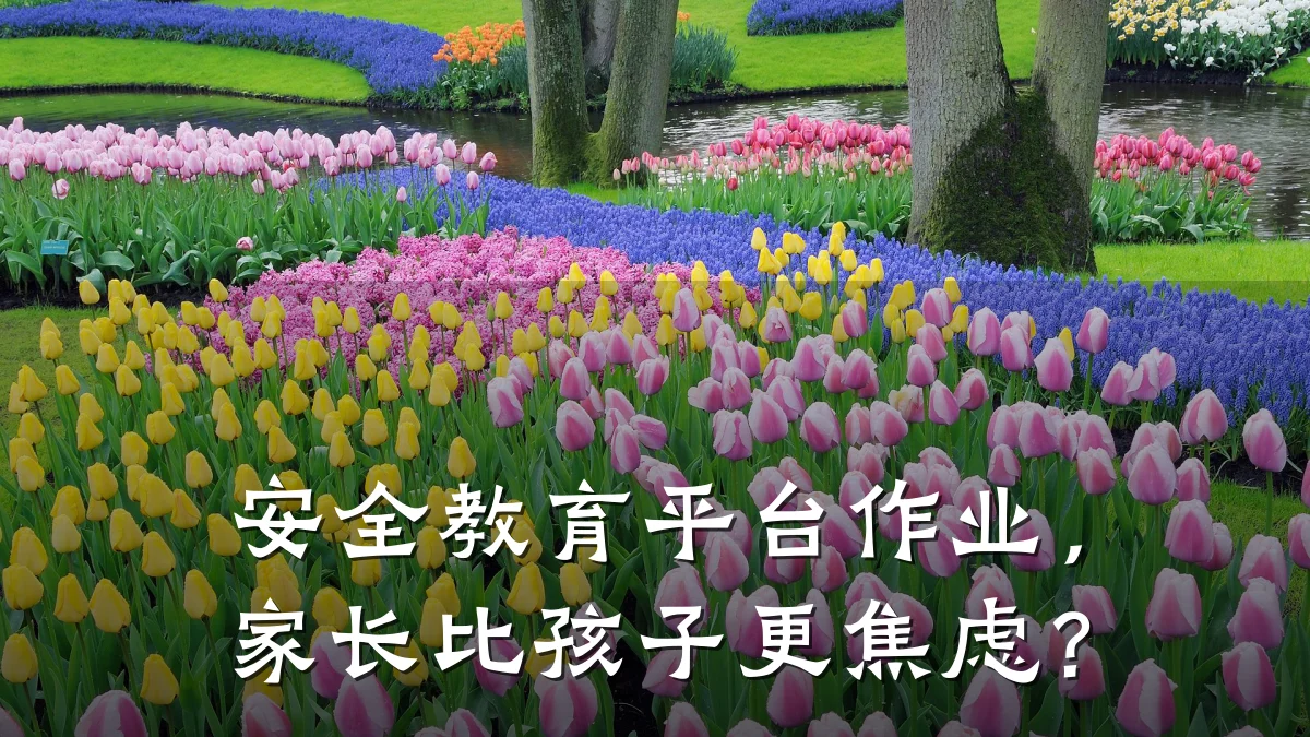 安全教育平台作业，家长比孩子更焦虑？